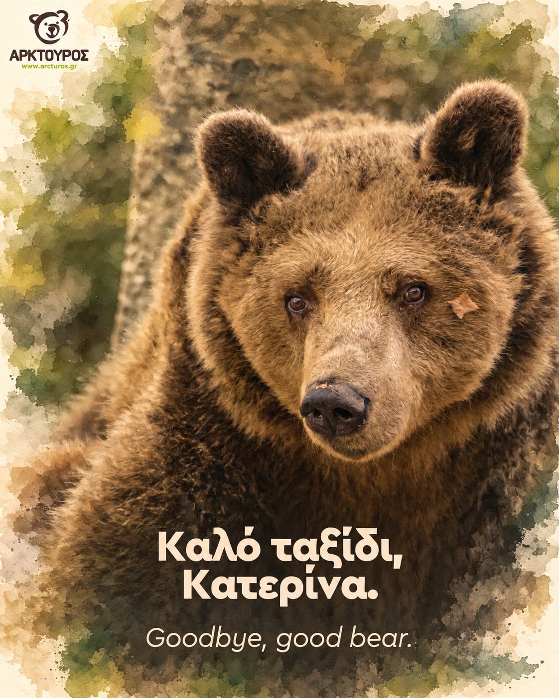 Το συγκινητικό «αντίο» του Αρκτούρου στην Κατερίνα, τη γηραιότερη αρκούδα στο Νυμφαίο