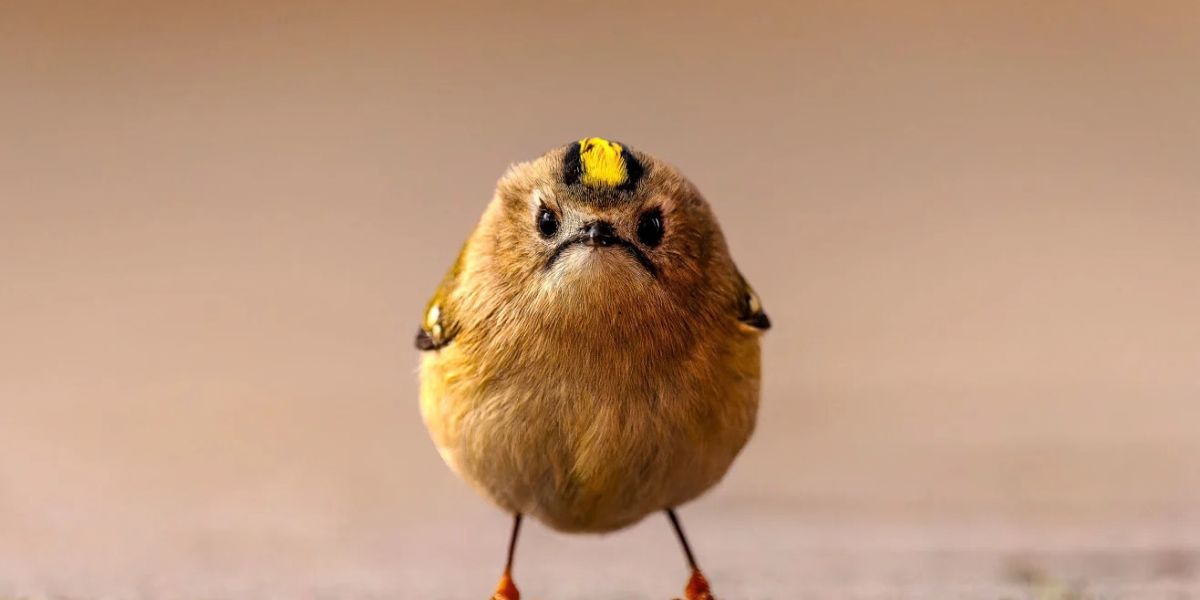 Nikon Comedy Wildlife Awards 2026