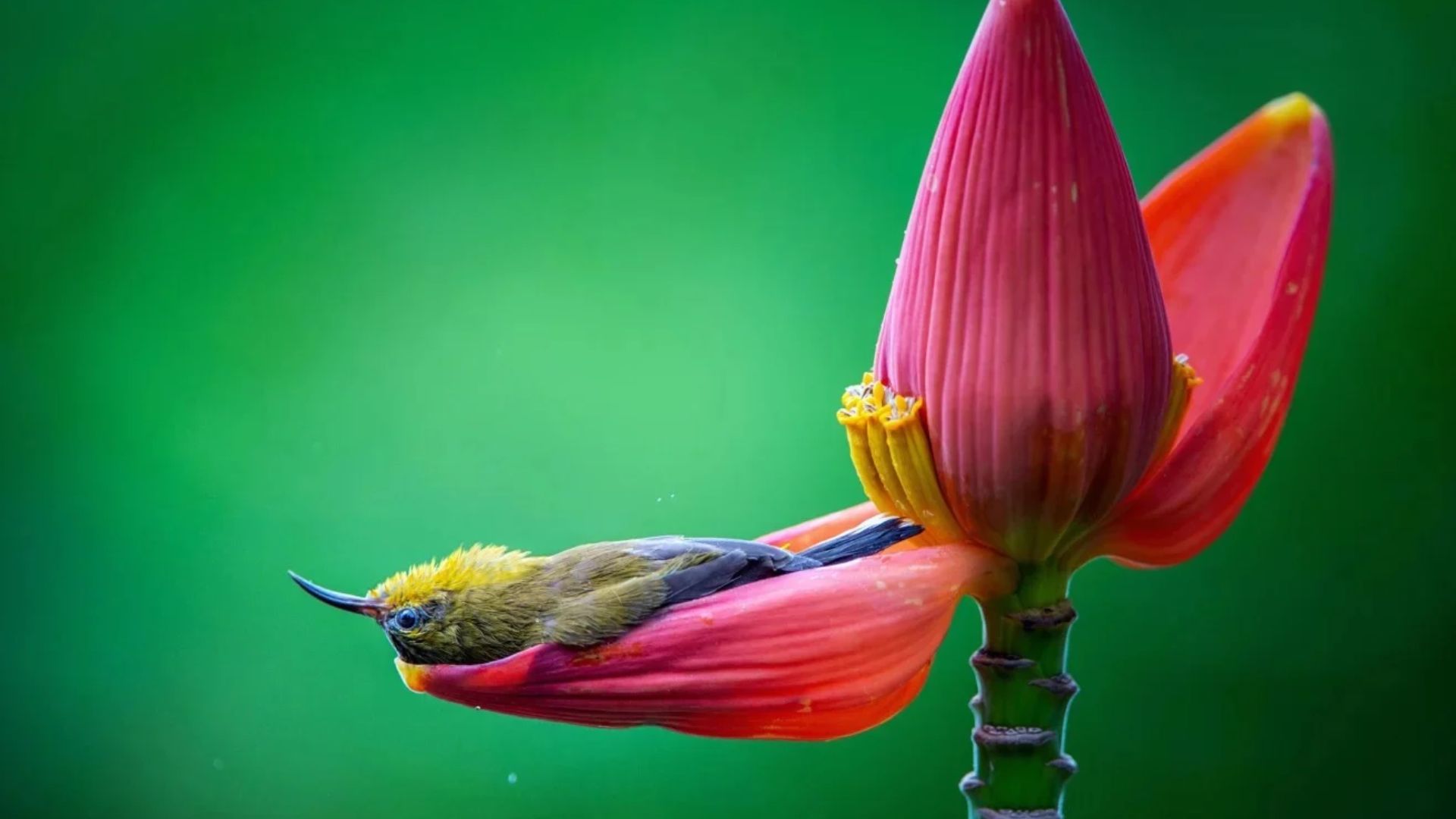 Nikon Comedy Wildlife Awards 2026