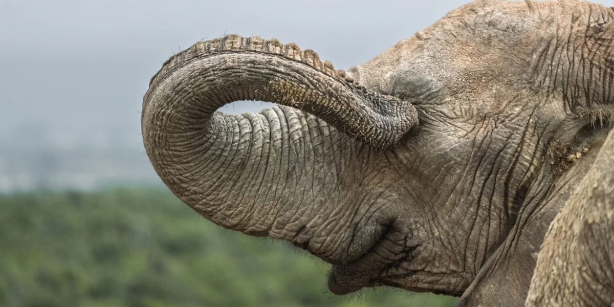 Nikon Comedy Wildlife Awards 2026