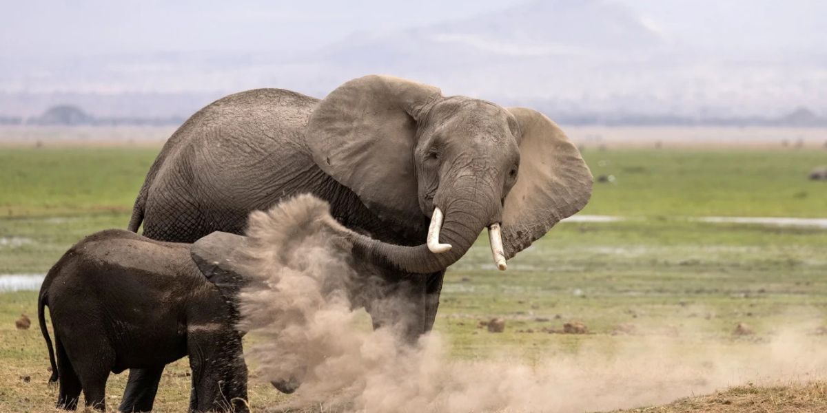 Nikon Comedy Wildlife Awards 2026