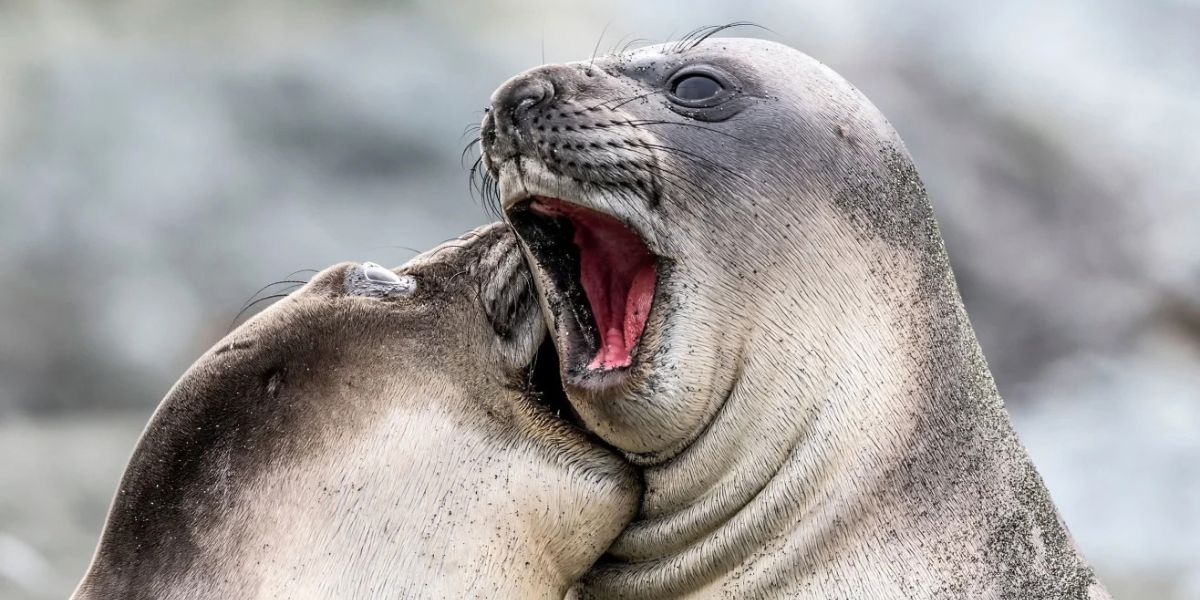 Nikon Comedy Wildlife Awards 2026