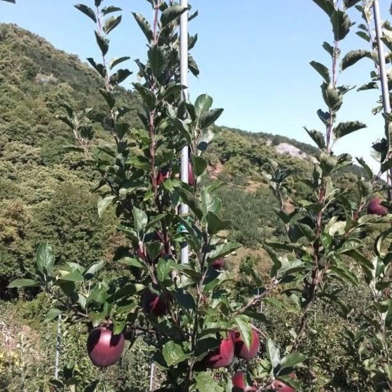 Μαίρη Στάμου