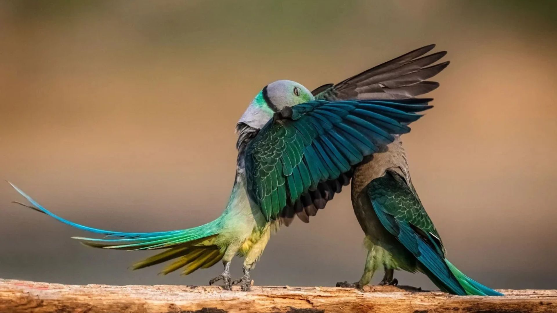 Nikon Comedy Wildlife Awards 2026