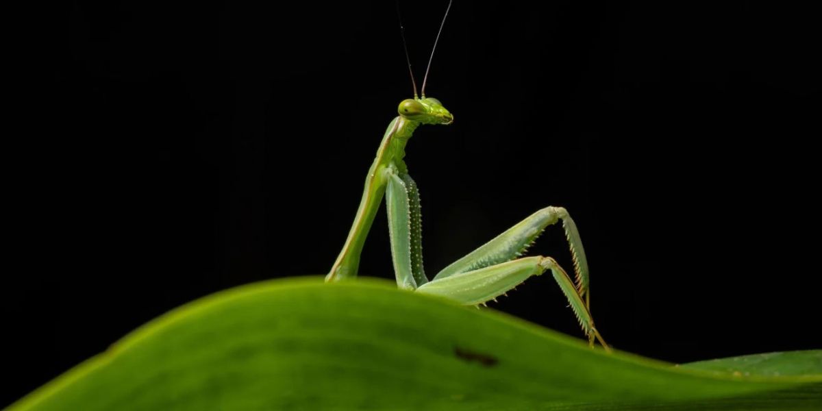 Nikon Comedy Wildlife Awards 2026